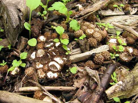    Cyathus striatus